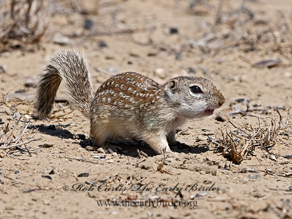 Ictidomys parvidens  RIO GRANDE GROUND SQUIRREL 3033684z