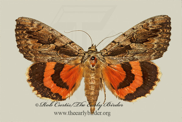 Catocala cara  DARLING UNDERWING~ 294335z