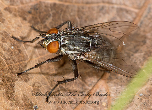Sarcophagidae  FLESH FLY 9003483z