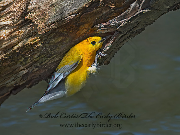 Protonotaria citrea  PROTHONOTARY WARBLER 9011137z