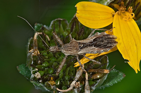 Sinea diadema  SPINED ASSASSIN BUG 7006060z