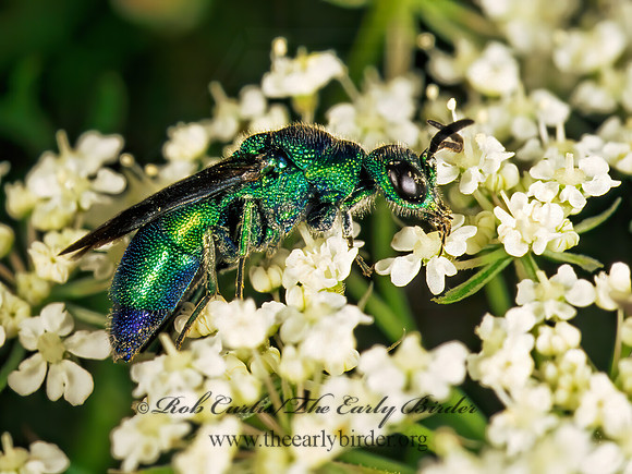 Chrysis angolensis 179416 z