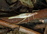 Neoxabea bipunctata  2-SPOTTED TREE CRICKET 5002086z