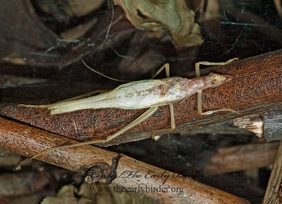 Neoxabea bipunctata  2-SPOTTED TREE CRICKET 5002086z