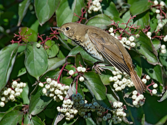 Catharus guttatus  HERMIT THRUSH 9015520z