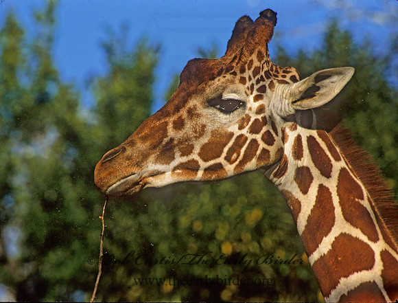 Giraffa camelopardalis rothschildii  ROTHCHILD'S GIRAFFE 293909z