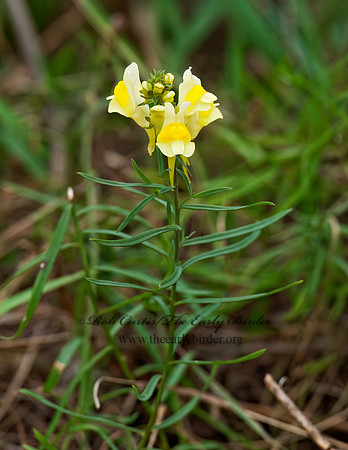 Linaria vulgari  COMMON TOADFLAX 8024567z
