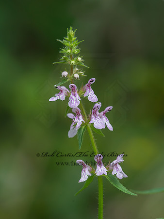 Stachys palustris  MARSH WOUNDWORT 9040934z