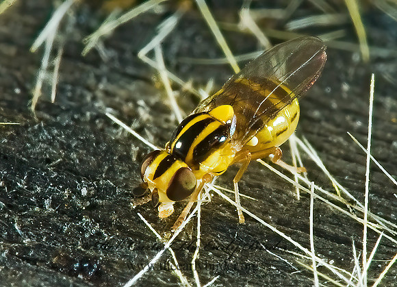 Thaumatomyia glabra FRIT FLY 5014837 z