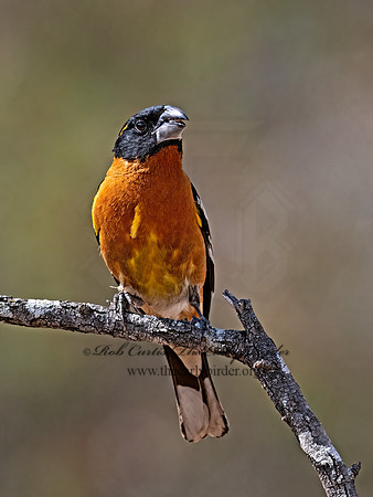 Pheucticus melanocephalus  BLACK-HEADED GROSBEAK 3037616z