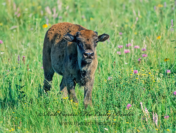 Bison bison  BISON 30916z