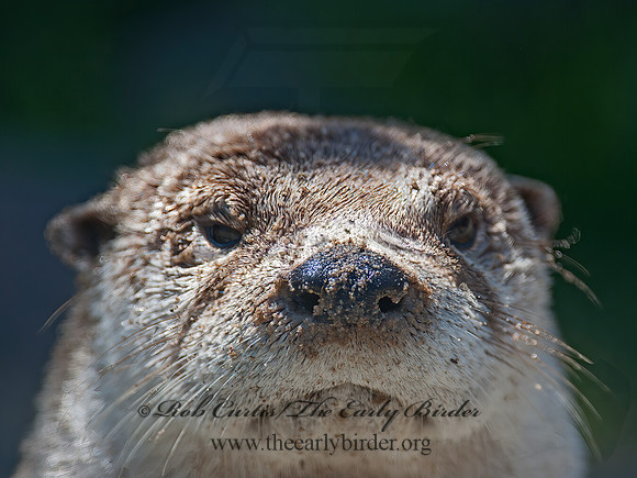 Lontra canadensis  RIVER OTTER 8030813z