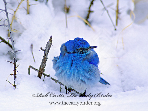 Sialia currucoides  MOUNTAIN BLUEBIRD  102829z