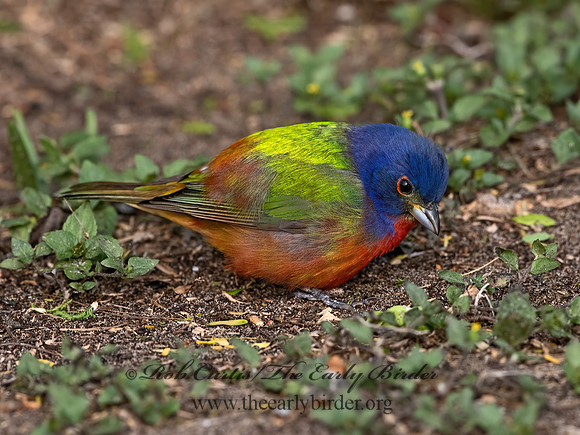 Passerina ciris  PAINTED BUNTING 3030169z