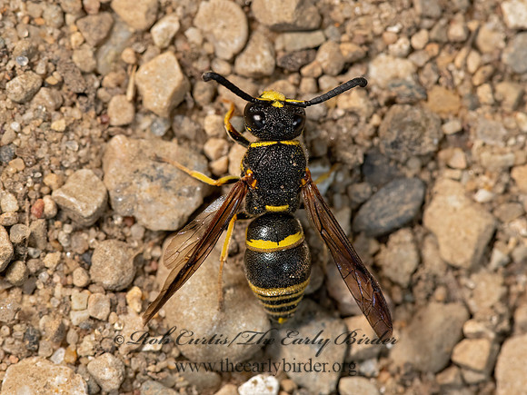 Euodynerus foraminatus  POTTER WASP 3023091z