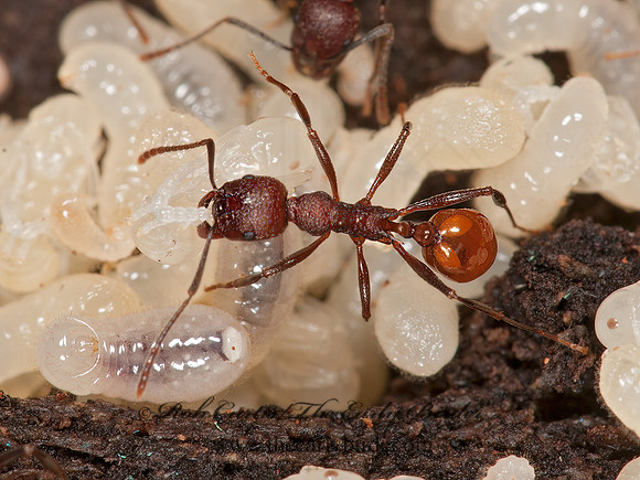 Aphaenogaster tennesseensis  SPINE-WAISTED ANT 3015615z