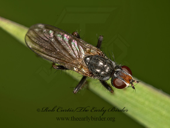Cordilura adrogans  BLACK DUNG FLY 9058377z