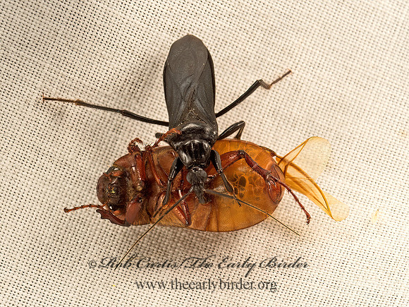 Melanolestes picipes  BLACK CORSAIR 9052167z