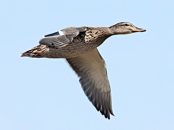 Anas platyrhynchos MALLARD 9093304z