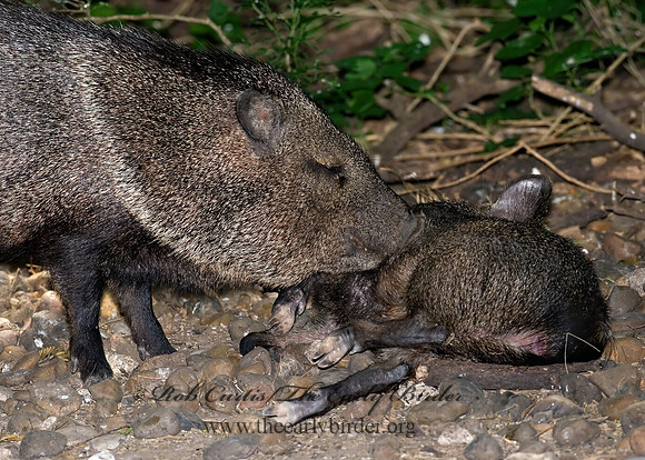 Tayassu angulatus  JAVELINA 7005242z