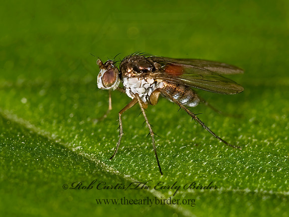 Pelastoneurus  LONGLEGGED FLY  8016975z