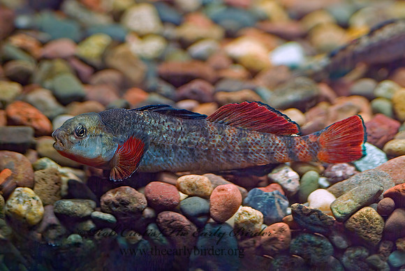Etheostoma  DARTER 4002630z