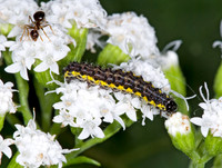 Haploa contigua~ NEIGHBOR MOTH~ 6015038z
