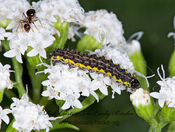 Haploa contigua~ NEIGHBOR MOTH~ 6015038z