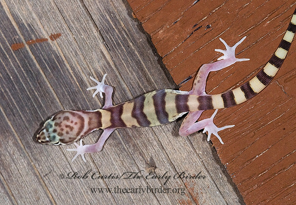 Coleonyx variegatus  BANDED GECKO 6025160z