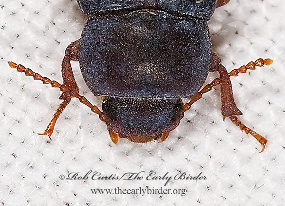 Metoponium  EDROTINI DARKLING BEETLE 6025178 headz