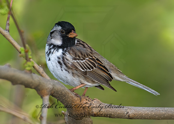 Zonotrichia querula  HARRIS'S SPARROW 8003098z