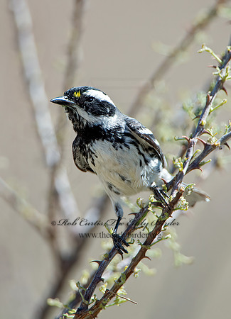 Setophaga nigrescens  BLACK-THROATED GRAY WARBLER 9056415z