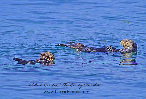 Enhydra lutris kenyoni  NORTHERN SEA OTTER 229831 z