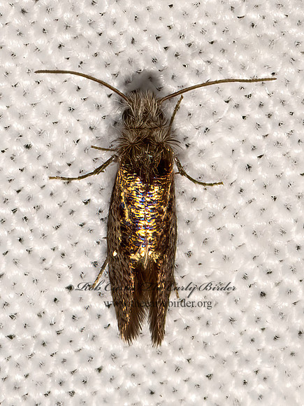 Eriocraniidae ERIOCRANIID MOTH 3028540z