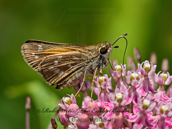 Atalopedes campestris  SACHEM SKIPPER 9049481z