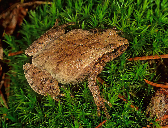 Pseudacris crucifer  SPRING PEEPER 179815 z