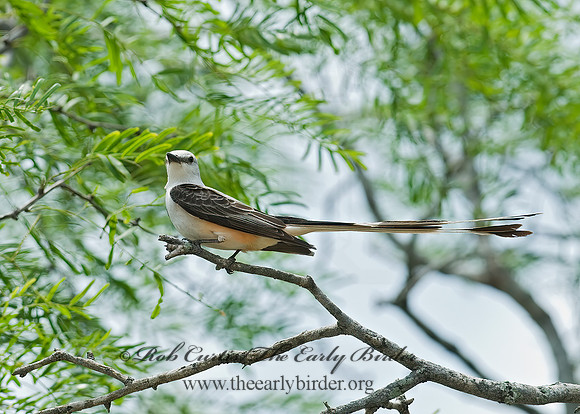 Tyrannus forficatus SCISSOR-TAILED FLYCATCHER 7005112z