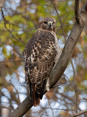 Buteo jamaicensis RED-TAILED HAWK 9085765z