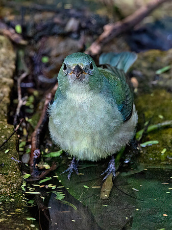 Passerina ciris  PAINTED BUNTING 6039339z