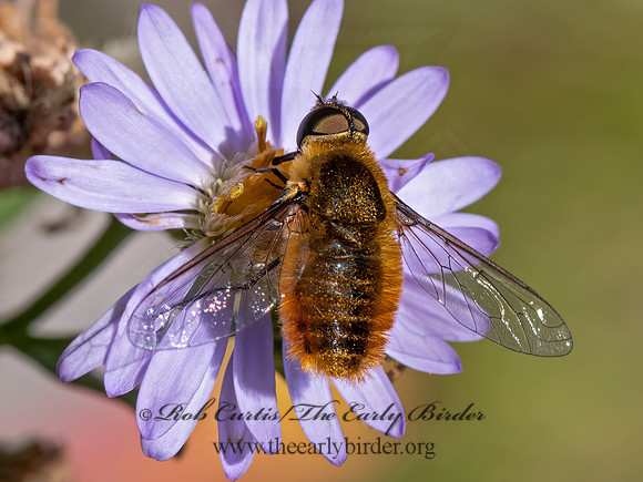 Villa  BEE FLY3024600z
