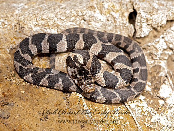 Nerodia sipedon pleuralis  MIDLAND WATER SNAKE 3026029-z