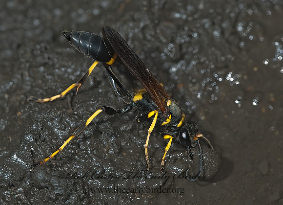 Sceliphron caementarium 5000387z