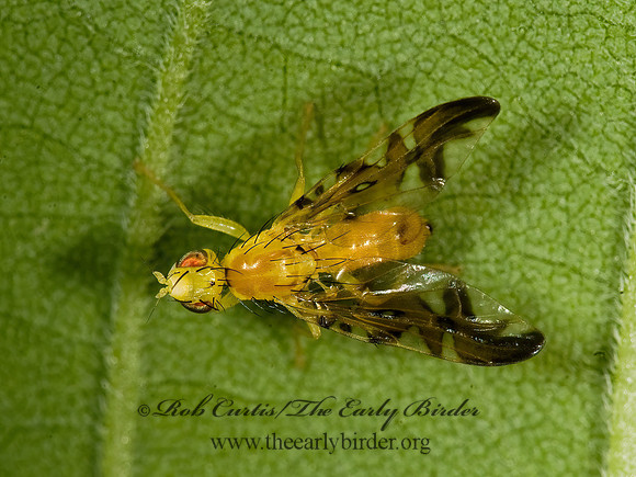 Strauzia longipennis  FRUIT FLY 8014983z