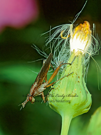 Sepedon fuscipennis  MARSH FLY 66732z