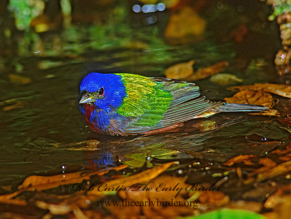 Passerina ciris  PAINTED BUNTING 192130z
