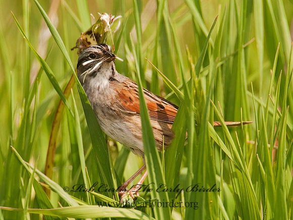 Melospiza georgiana  SWAMP SPARROW 3002018z