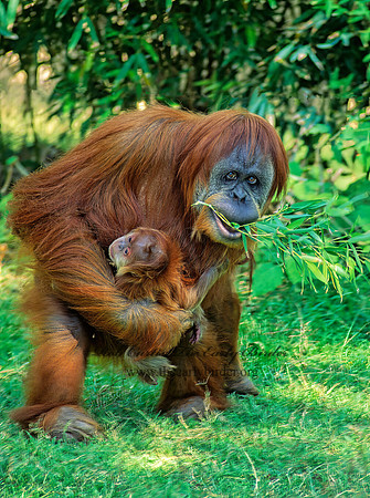 Pongo pygmaeus  ORANGUTAN 126611z