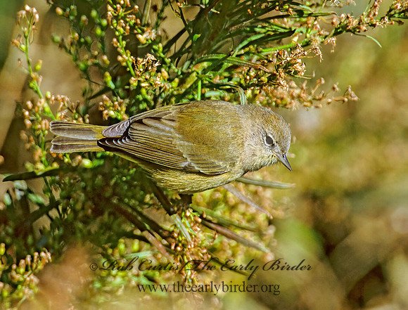 Leiothlypis celata  ORANGE-CROWNED WARBLER 1277104z
