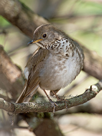 Catharus minimus  GRAY-CHEEKED THRUSH 9022075z