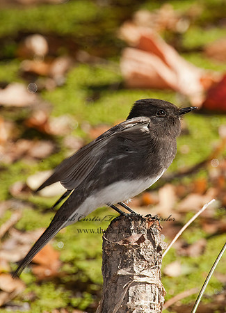 Sayornis nigricans  BLACK PHOEBE 8020635z
